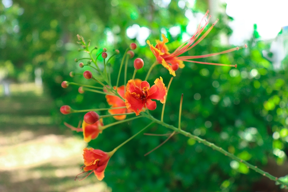 Merah bunga-bunga hijau daun-daun