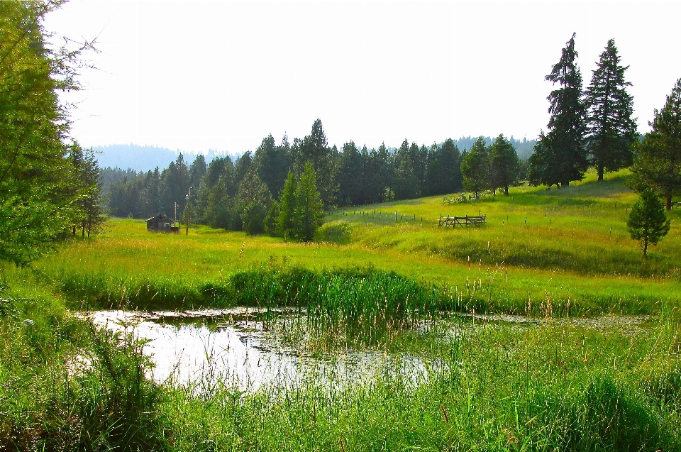 Pond meadow waterscape countryside