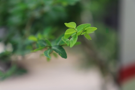 Green leaves garden leaf Photo