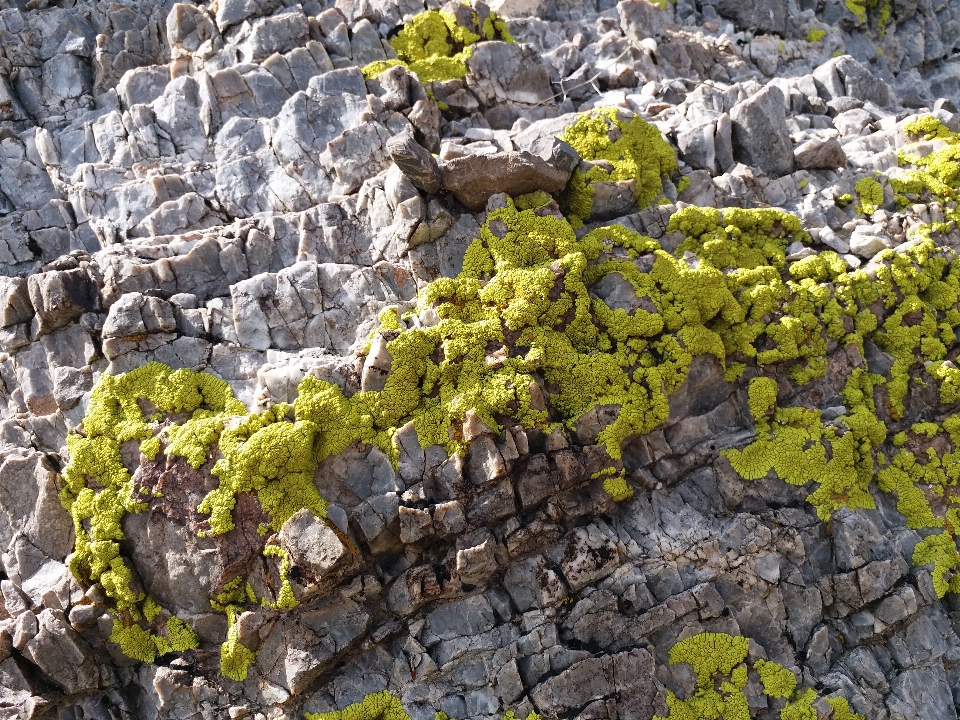 Natural rock vegetação flora antártica
