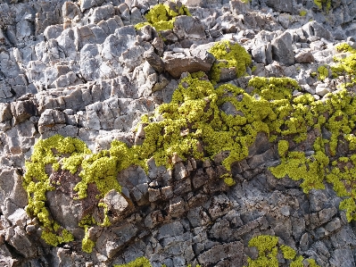 Foto Alami rock tumbuh-tumbuhan flora antartika
