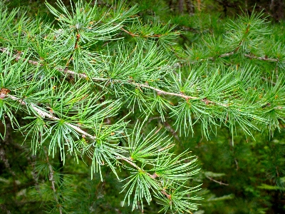 Tamarack forest branch needles Photo