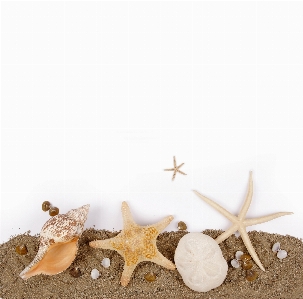 Hülse seestern stachelhäuter
 sand Foto