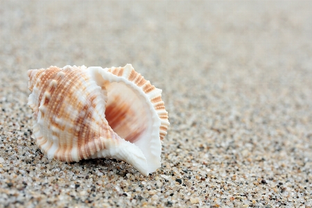 Hülse herzmuschel
 muschel
 sand Foto