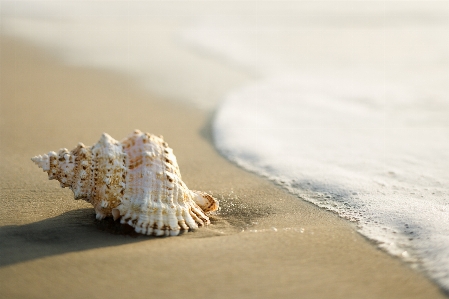 Hülse muschel
 sand herzmuschel
 Foto