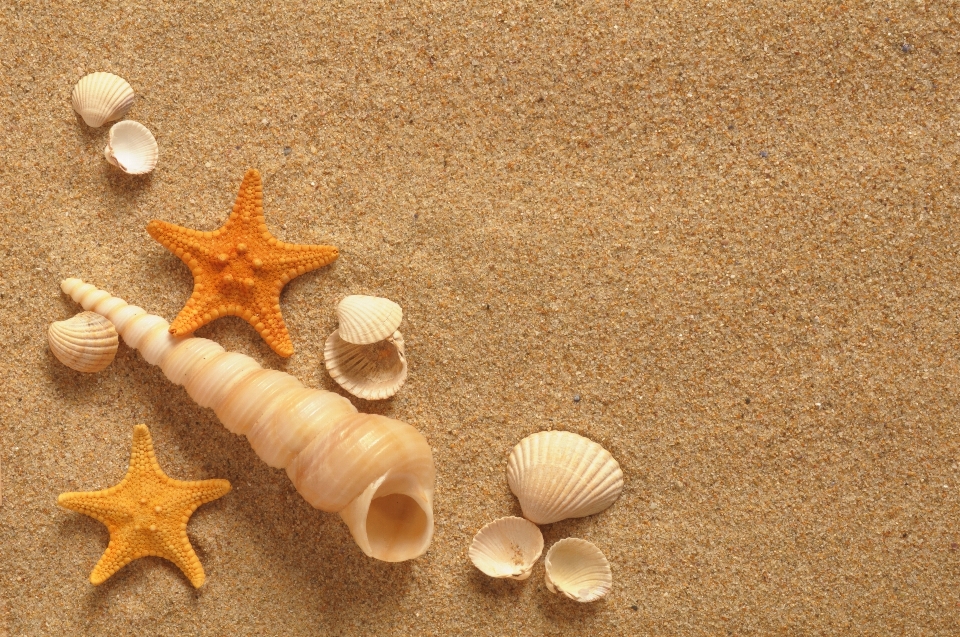 Coquille étoile de mer sable échinoderme
