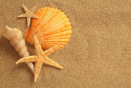 Hülse seestern stachelhäuter
 sand Foto