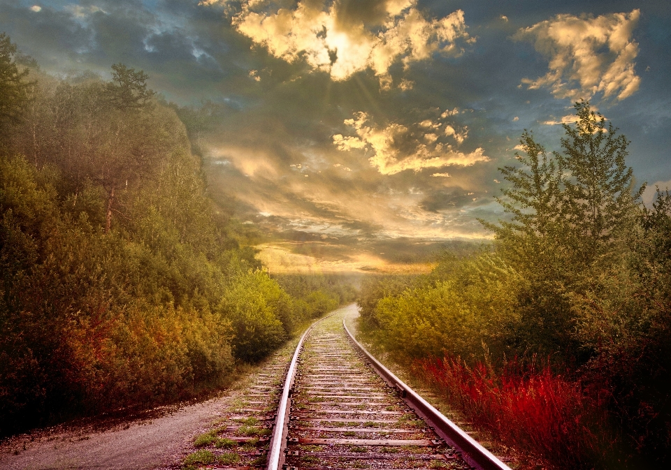 Rails fog forest trees