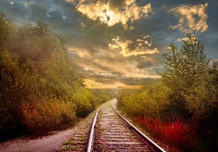 Rails fog forest trees Photo