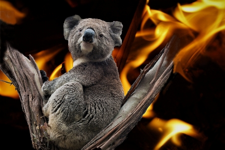 Zdjęcie Koala australia ogień zwierzę