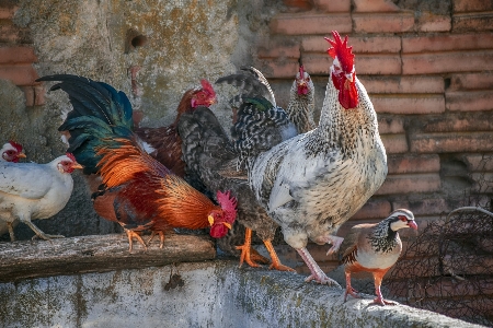 Zdjęcie Drób galo
 kura ptak