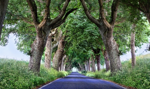 Avenue tree nature way Photo