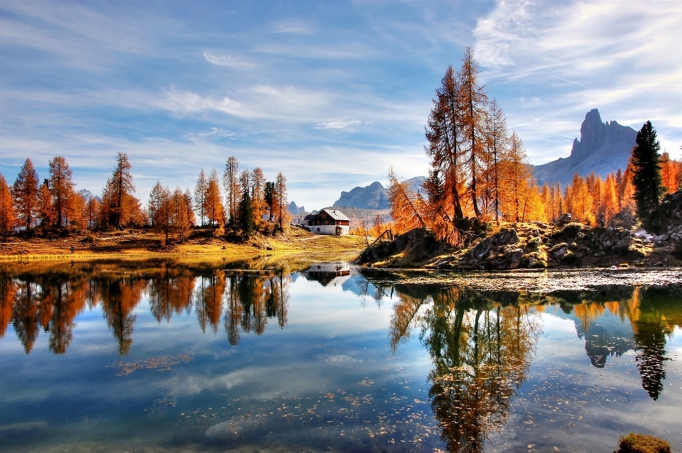 Autumn tree lake nature