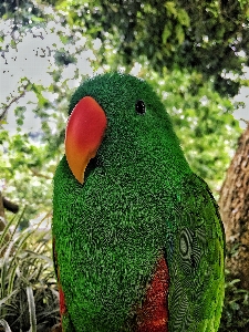 オウム 鳥 タイ 嘴 写真