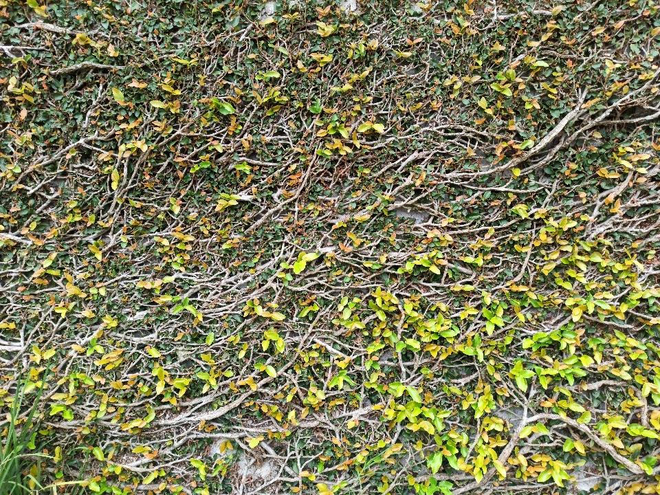 Escalando plantas parede textura