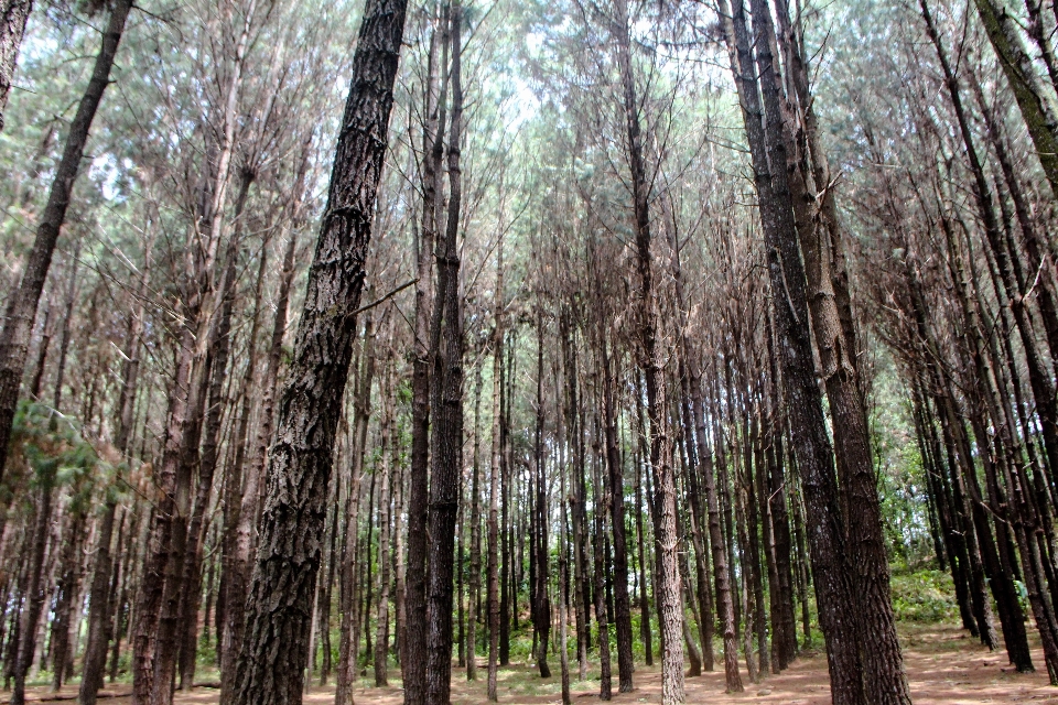 Pino
 albero foresta ambiente naturale
