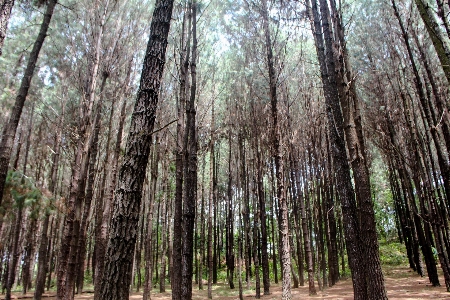 Pinus tree forest natural environment Photo