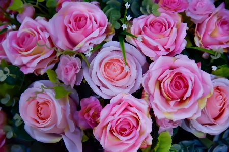 Pink roses flower garden Photo