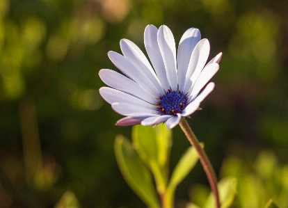 Photo Ostéosperme
 fleur bleu blanc