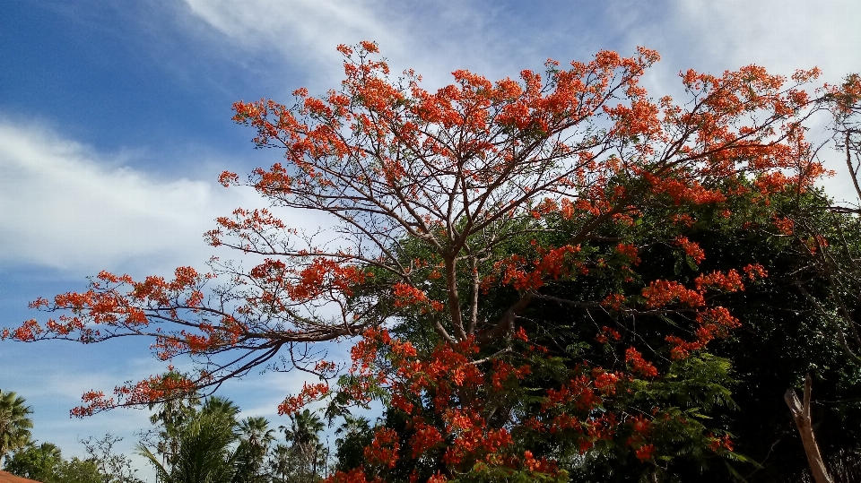 Flores árvore céu natureza