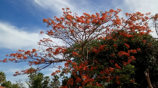 Blumen baum himmel natur Foto