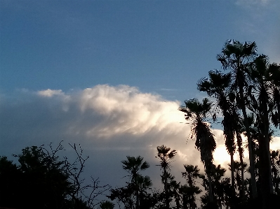 Sky trees clouds blue Photo