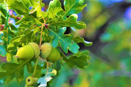 Foto Erbe aromatiche cielo natura campagna