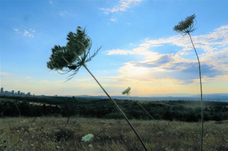 Foto Erbe aromatiche cielo natura campagna