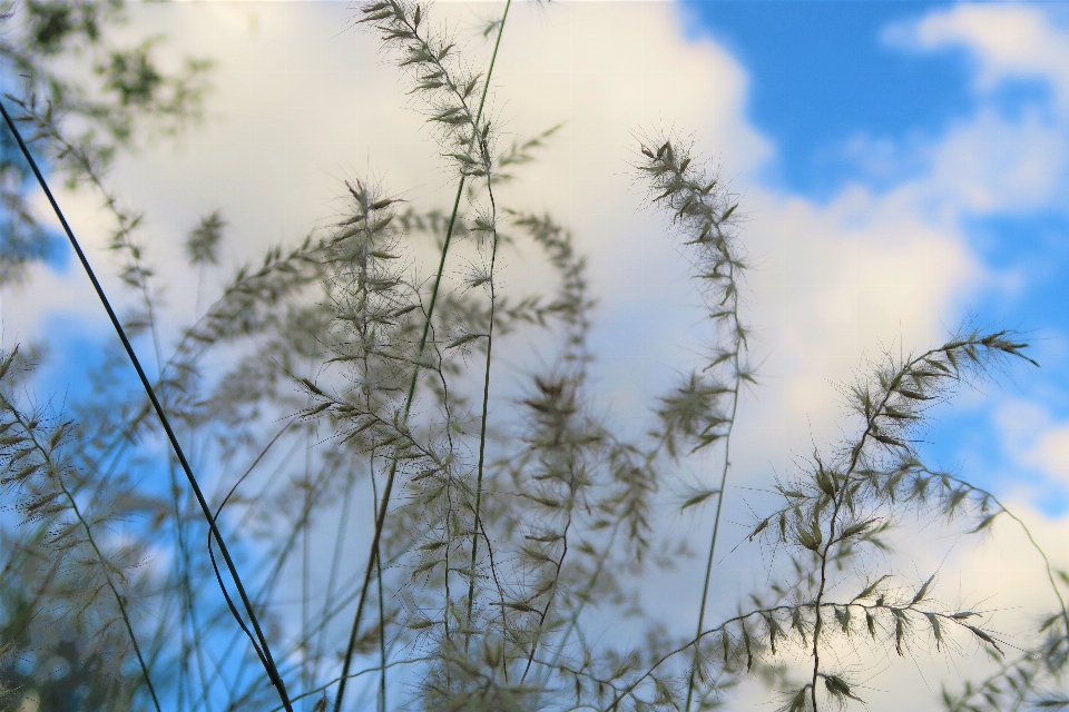 Herbes ciel nature campagne