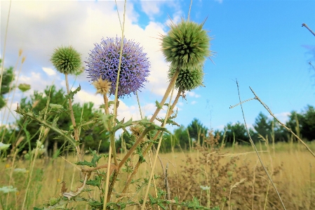 Foto Erbe aromatiche cielo natura campagna