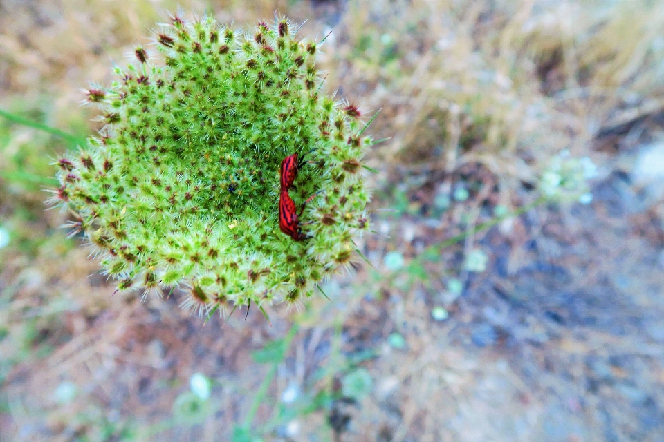 Zioła niebo natura wieś