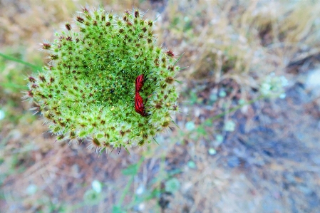 Foto Erbe aromatiche cielo natura campagna