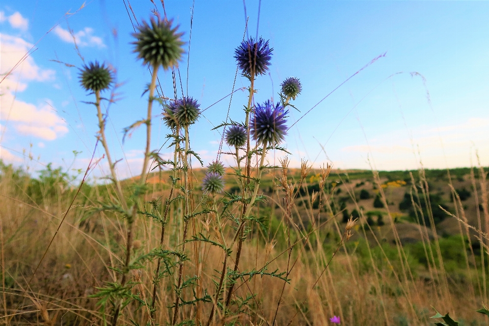 Hierbas cielo naturaleza campo