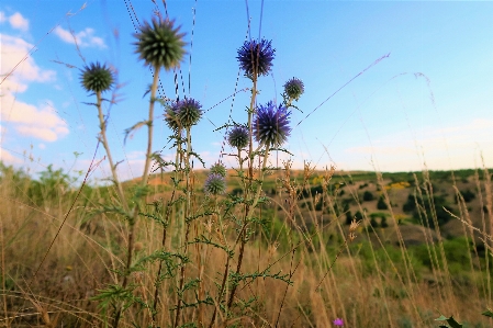 Foto Erbe aromatiche cielo natura campagna