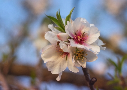 Foto Amêndoa
 planta com flor
 flor pétala