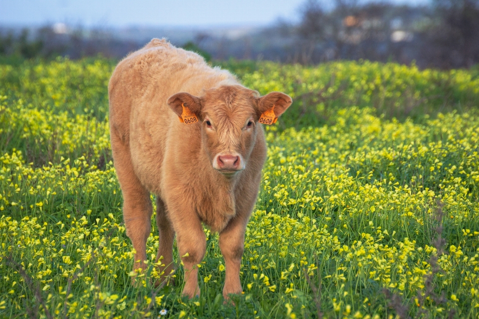 Pequeno bovino
 pasto
 mamífero