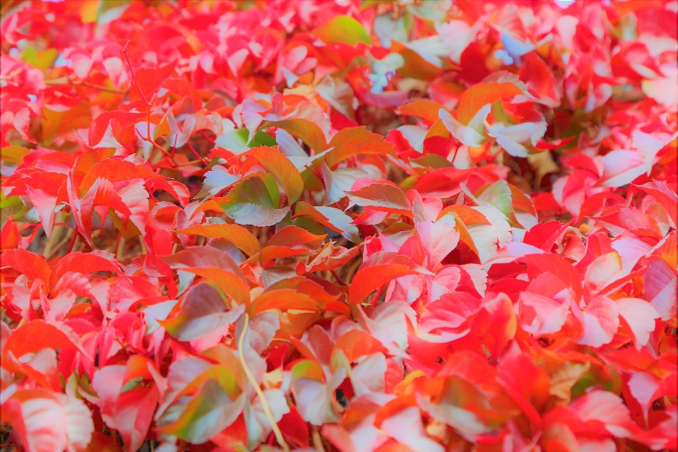 Feuille automne coloré nature