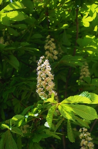 Foto Fiore erbe aromatiche natura bellissimo