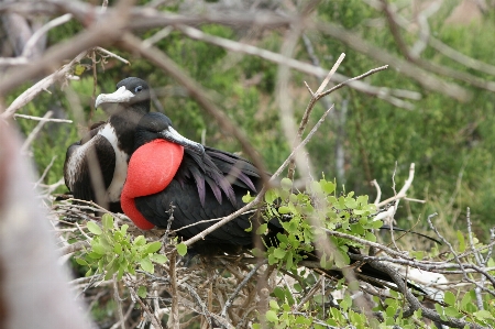 Galapagos bird beak woodpecker Photo