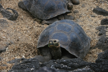 Galapagos tortoise turtle reptile Photo