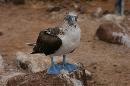 Galapagos bird vertebrate blue footed booby Photo