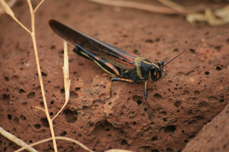 Galápagos
 insecto saltamontes langosta