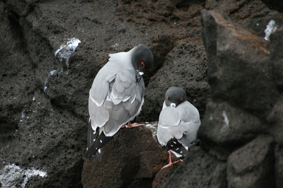 加拉帕戈斯群岛
 生物 海鸟 鸟