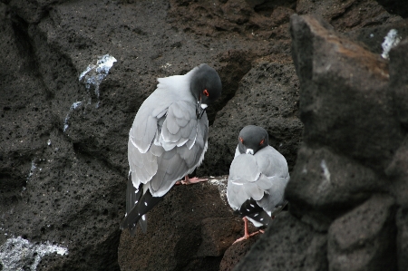 Galapagos organism seabird bird Photo