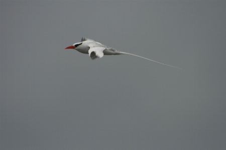 Galapagos common tern bird sky Photo