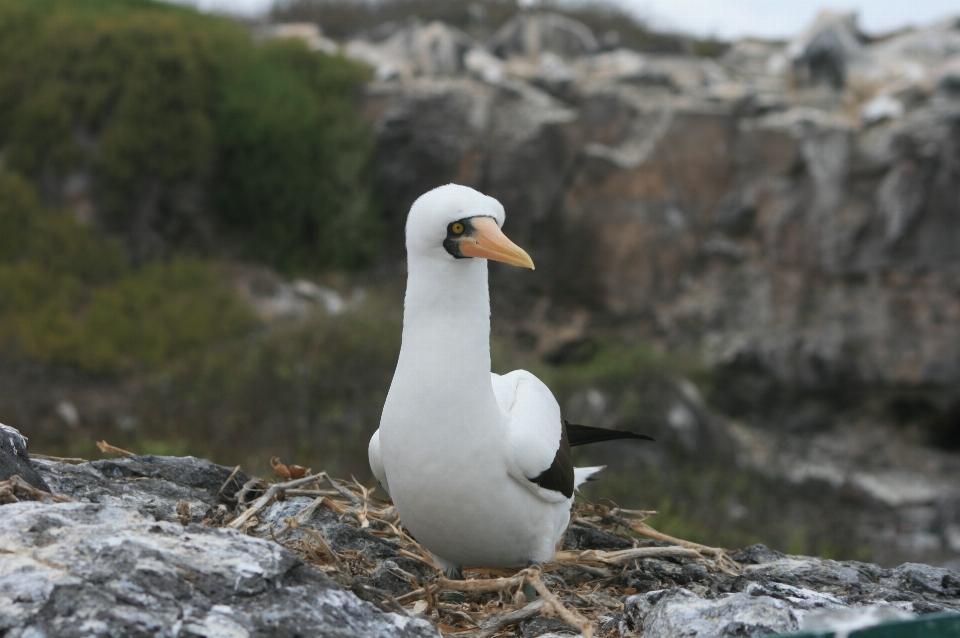 Galapagos
 vogel schnabel albatros
