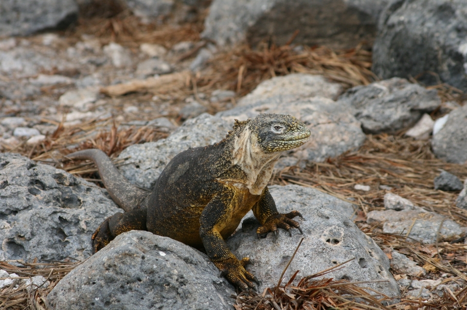 Galapagos
 sürüngen iguanya
 iguana