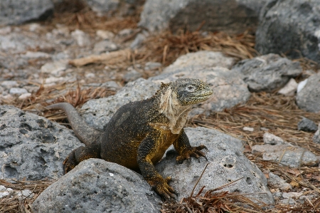 Galapagos reptile iguania iguana Photo