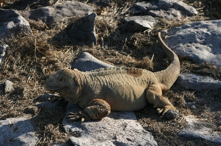 Photo Galapagos
 vertébré
 reptile à l'échelle
