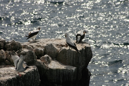 Foto Galapagos
 burung laut
 air